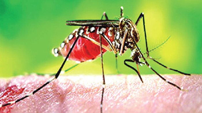 পরিচ্ছন্নতাতেই সম্ভব ডেঙ্গু প্রতিরোধ